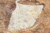 Plate Of Fossil Ginkgo Leaves From North Dakota - Paleocene #221223-3